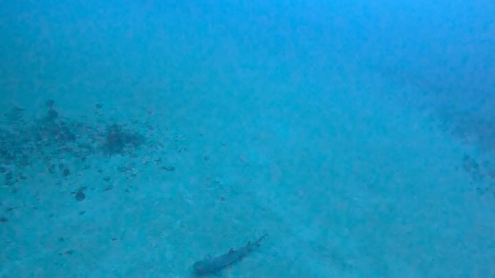 happiest moment is seeing sharks at 30m down the pacific
