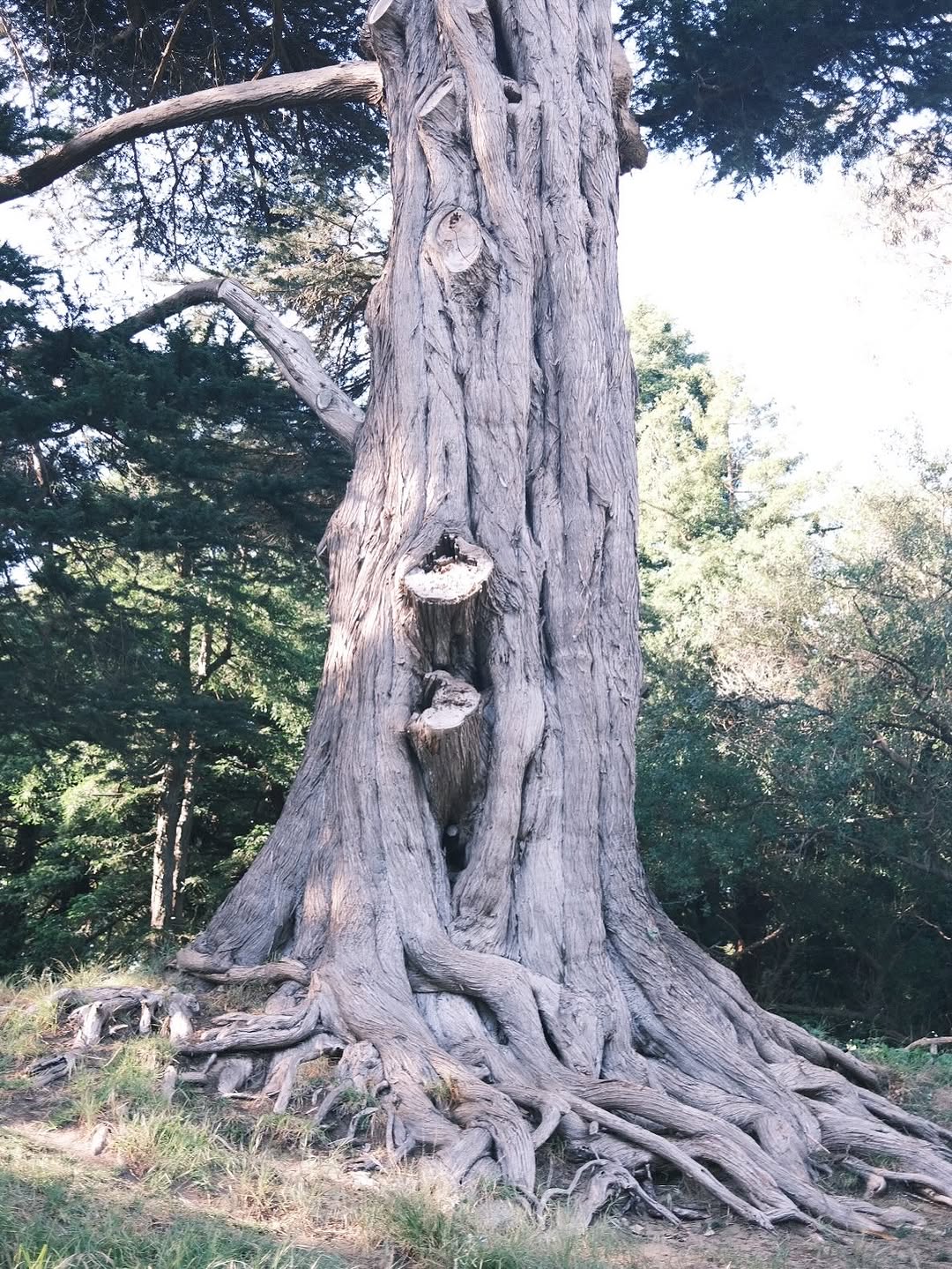 trees and ducks.   I see a big tree and imagine what it had seen for the past 100 years, what it will see in 100 years w